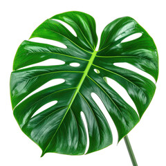 A striking, vibrant green Monstera Deliciosa leaf dramatically isolated against a deep black background.