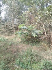 forest in the forest