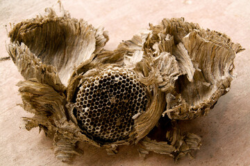 open wasp nest