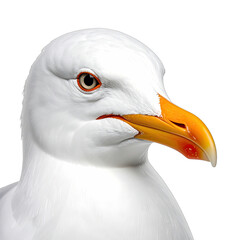 Striking close-up portrait of a white seagull against a dark background.