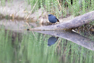 Vibrant Redstart Perched on Driftwood at Riverside