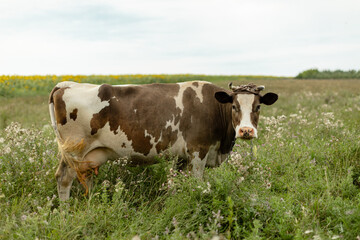 Brown and white dairy cow standing on a green meadow in a rural landscape, captured in natural light.
