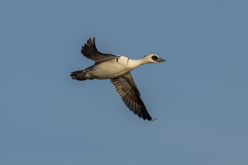 Smew (Mergellus albellus)