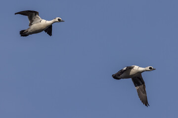 Smew (Mergellus albellus)