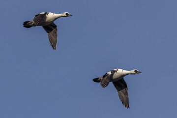 Smew (Mergellus albellus)