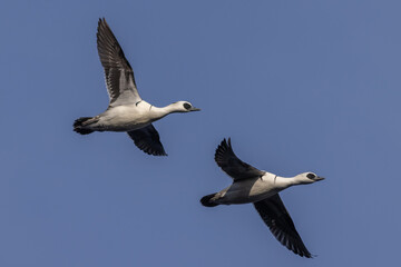 Smew (Mergellus albellus)