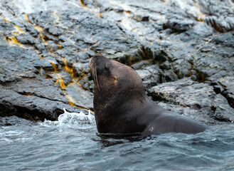 Sea lions on a rock in Ushuaia, Argentina at the end of the world in Tierra del Fuego, Patagonia