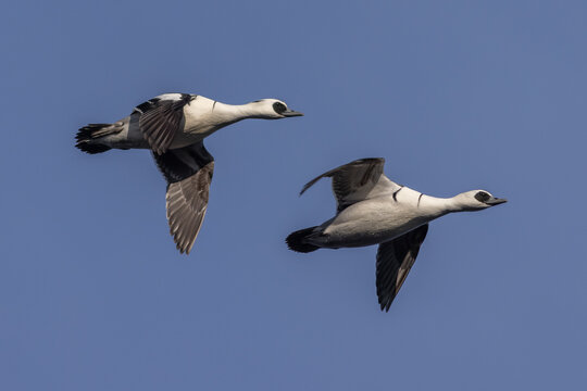 Smew (Mergellus albellus)