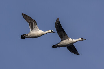 Smew (Mergellus albellus)