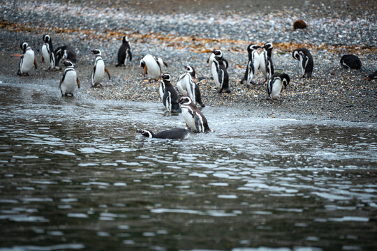 Magellanic penguins on the island Isla Martillo in Ushuaia, Argentina