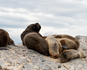 Naklejka premium Sea lions on a rock in Ushuaia, Argentina at the end of the world in Tierra del Fuego, Patagonia