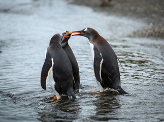 Gentoo penguins on the island Isla Martillo in Ushuaia, Argentina in Tierra del Fuego of Patagonia
