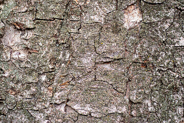 Close-up of rugged tree bark texture with cracks, moss, and natural gray tones on the trunk