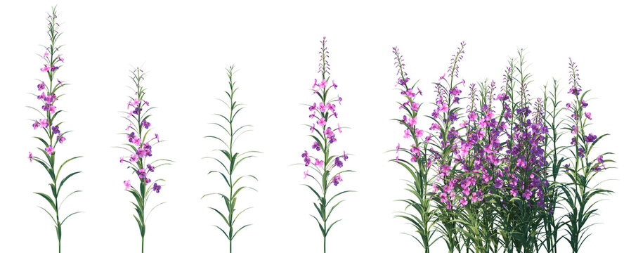 Set of Epilobium angustifolium (also known as fireweed or rosebay willowherb) flowering frontal isolated png on a transparent background perfectly cutout high resolution