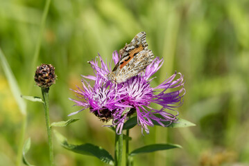 Painted Lady (Vanessa Cardui) Butterfly sitting on a pink scabiosa in Zurich, Switzerland