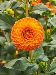 orange flower on a green background