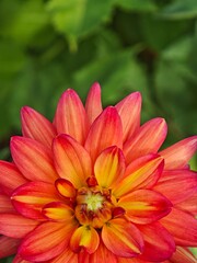 Orange dhalia flower in garden