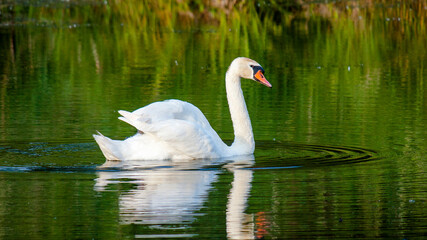 swan on the lake