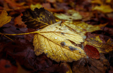autumn leafs with small water drops cold