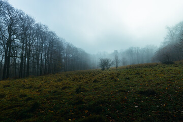 moody field in the forest autumn fog cloudy cloud moody cold
