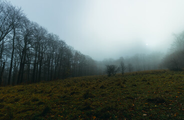 moody field in the forest autumn fog cloudy cloud moody cold