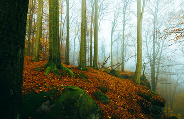 beech forest with autumn colors during autumn with a lot of fog and cloud misty moody mood