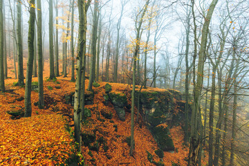 beech forest with autumn colors during autumn with a lot of fog and cloud misty moody mood