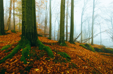 beech forest with autumn colors during autumn with a lot of fog and cloud misty moody mood
