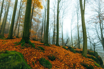 beech forest with autumn colors during autumn with a lot of fog and cloud misty moody mood