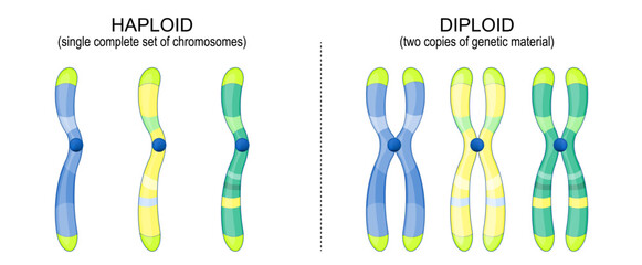 Diploid and Haploid chromosomes