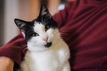 elegant monochrome feline portrait image, intimate black and white cat face with alert expression