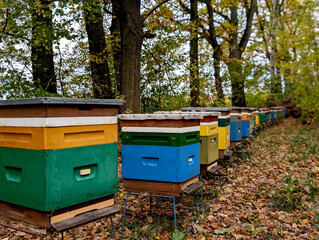 Close up of brightly colored wooden beehives lined up in a forest during the vibrant autumn season
