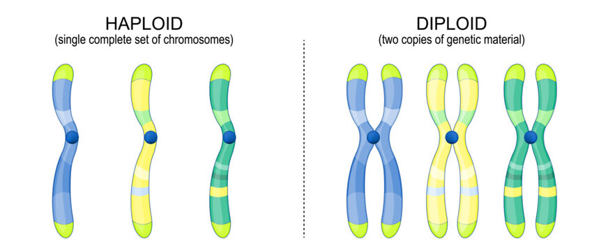 Diploid and Haploid chromosomes