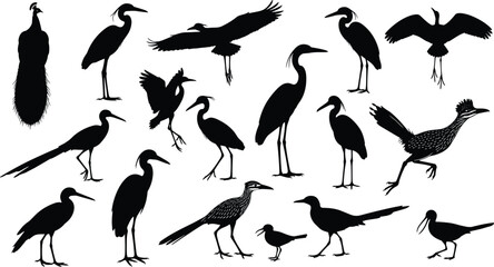 Fototapeta premium Set of wild bird silhouettes featuring heron, crane, peacock, and roadrunner, black vector illustration isolated on white background.