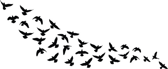 Fototapeta premium Silhouette flock of birds flying, black vector pigeons migrating in sky, isolated nature illustration on white background, freedom concept art.