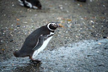Fototapeta premium Magellanic penguins on the island Isla Martillo in Ushuaia, Argentina