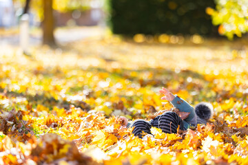 Child playing happily in autumn leaves Puigcerda Spain