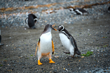 Gentoo penguins on the island Isla Martillo in Ushuaia, Argentina in Tierra del Fuego of Patagonia
