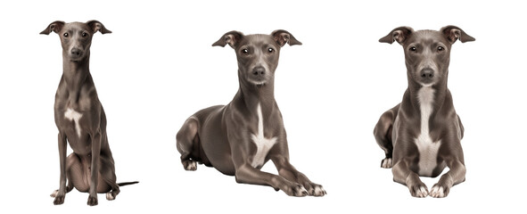 Italian Greyhound Dog Breed Purebred Toy Group Sighthound Isolated
