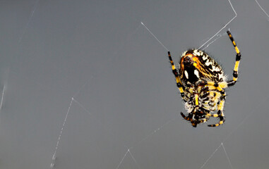 Yellow and Black Spider Hanging in Spiderweb

