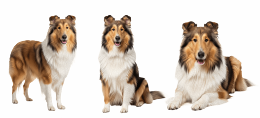 Rough Collie Dog Breed Purebred Herding Group Companion Isolated