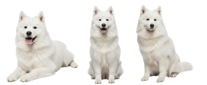 Samoyed Dog Breed Purebred Working Group Sled Dog Isolated
