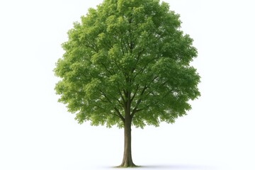 Fototapeta premium Solitary Green Tree with Lush Foliage Isolated on White Background, Representing Nature and Environmental Concepts