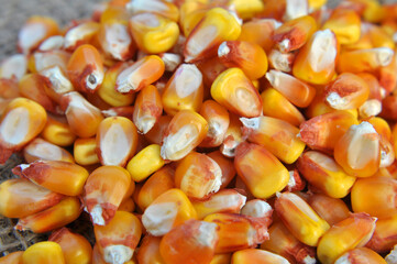 Dry corn grain