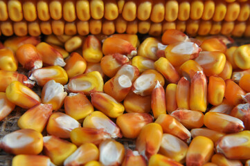 Dry corn grain