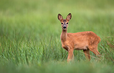 Roe deer male ( Capreolus capreolus )