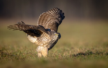 Northern goshawk bird ( Accipiter gentilis )