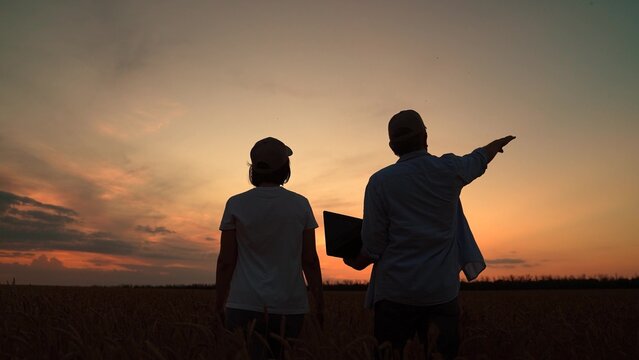Farmers business people grow grain. Farmers partners with computer evaluates wheat sprouts in field. Farmers man and woman working in wheat field with laptop in agriculture. Silhouette. Organic wheat