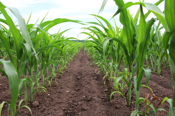 Corn grows in the field