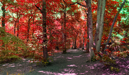 A forest path is surrounded by trees with striking red foliage. The bright autumn leaves create a tunnel of color, while sunlight filters through in Roundhay Park, Leeds, UK